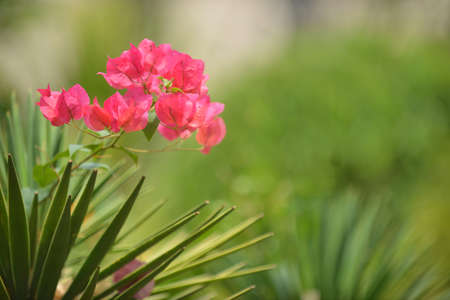 Spray of blossom is situated against the natural green.