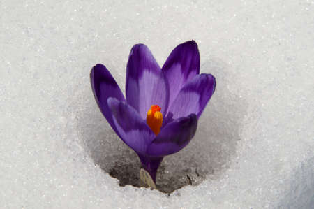 Violet crocuses have struggled through the snow. People associate  these bright flowers with spring.