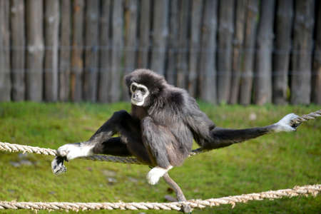 Black gibbon sits on the rope.の写真素材