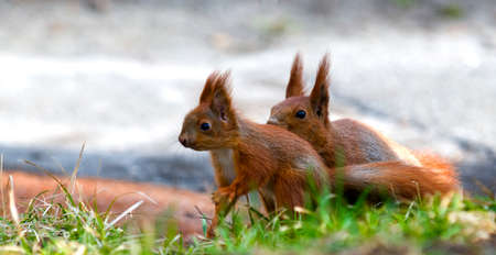 Two squirrel: mother and its baby are situated on the green grass.の写真素材