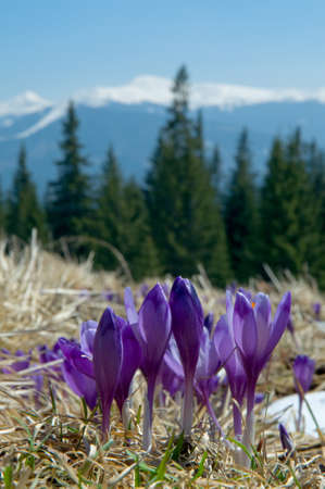 Violet crocuses in nature growth in mountains.の写真素材