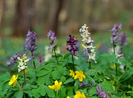 Glade with beautiful corydalis and anemones flowers in the spring forestの写真素材