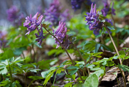 Close-up of violet corydalis flowers. Springtime blossom in the forest.の写真素材