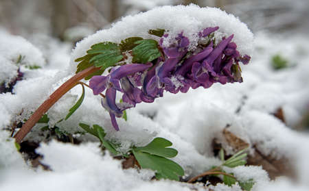 Violet corydalis flower ( birthwort)  is covered with snow. Illustration of spring treacherous...