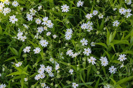 Little white flowers between bright green leaves. Spring easterbell Stellaria holostea blossom.の写真素材