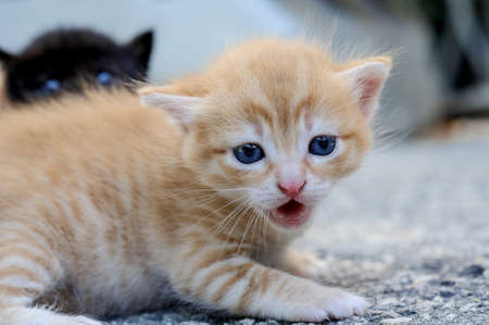 Red kitten with blue eyes in the foreground close-up.Black kitten also with blue eyes is in background does not in the focus.の写真素材