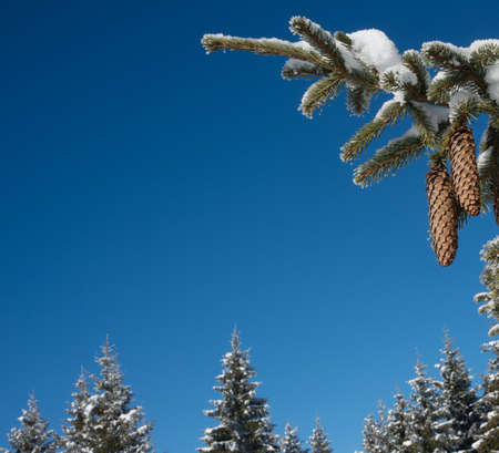 Blue clear sky surrounded with fir trees. Fir branch with cones is in the right corner. Image contains free space for text.の写真素材
