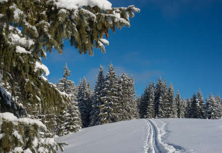 Clear and sunny winter day. Forest covered with snow against blue sky background. Ski-track is in the foreground. Little tourist figure is seen in the  edge of a wood.の写真素材