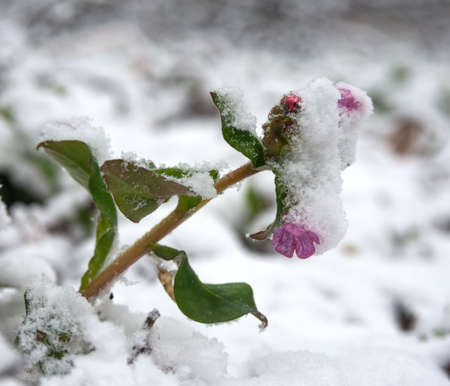 Transmutations of weather. Winter returning. Lungwort flower Pulmonaria has been covered with snow.の写真素材