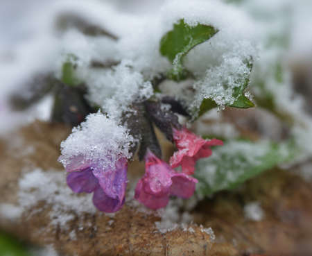 Lungwort flowers close-up. Plant is covered with snow. It is a spring beginning.の写真素材