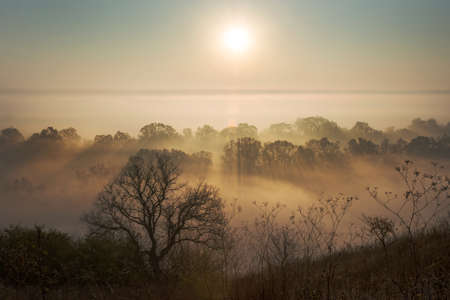 Beautiful morning - sunbeams penetrate fog covered trees. Tree silhouette inforeground.の写真素材