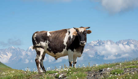 Cow depastures  on alpine meadow. High mountains covered with snow and blue sky in  background.