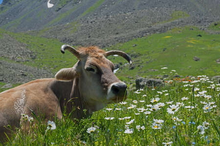Cows have a rest  on alpine  meadow. White pyrethrum flowers in foreground.