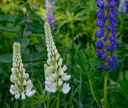 White and blue lupine flowers against green leaves background.の写真素材