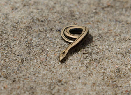 Little gold slow worm on the sand background. Snake is like to jewelry.の写真素材