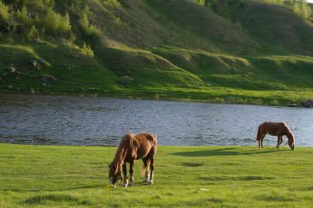 Two brown horses are grazing near river. Green grass are in back- and foreground.の写真素材