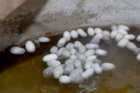 Silk worm cocoon processing. Cocoon suffocation in hot water.