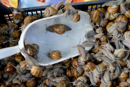 Edible snails sale in market. Animals in black box. White plastic scoop in foreground.の写真素材