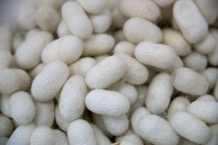 Many silkworm (Bombyx Mori) cocoons. This is a natural source of silk before it's processed.の写真素材