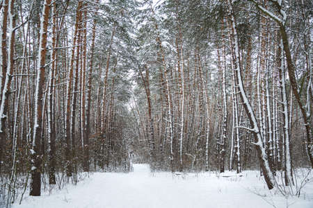 Snowy pine forest. Snow covered road in foreground. の写真素材