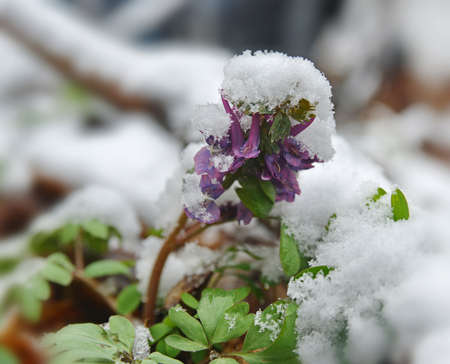Violet corydalis flower covered with snow. Illustration of spring treacherous weather.の写真素材