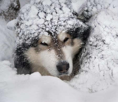 Dog - Malamute in snow bank. Dog's head is snow powdered.の写真素材