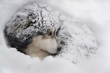 Dog - Malamute in snow bank. Dog's fur is snow powdered.の写真素材