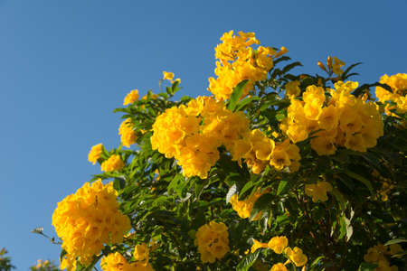 Yellow tecoma flowers against blue sky background. Gardens flowers in Egypt.