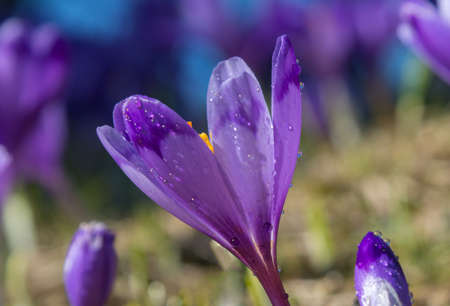 Illuminated violet crocus with water drops. Close-up.