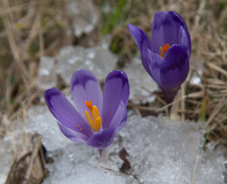 Violet crocuses among snow and old grass. Close-up.