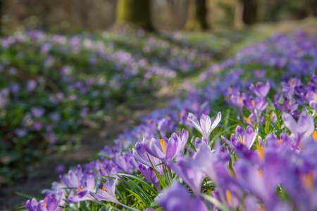 Spring scene. Crocus blossom in forest.の写真素材