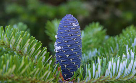Korean fir (Abies koreana) cone on green branch. Close-up.の写真素材
