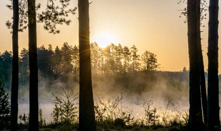 Sunrise. Trunk silhouettes in foreground. Lake covered with fog in the middle of composition. Golden morning sky in the background.の写真素材