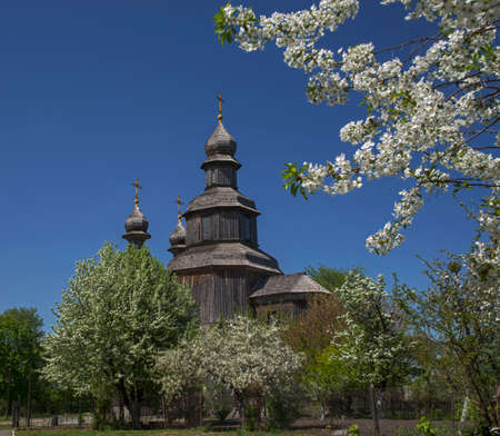 Wood church (Saint George's) surrounded with blossom trees. Place - Sedniv, Ukraine.の写真素材