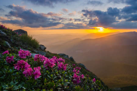 Pink (red) rosebay blossom in mountains. Sunset scene in background.の写真素材