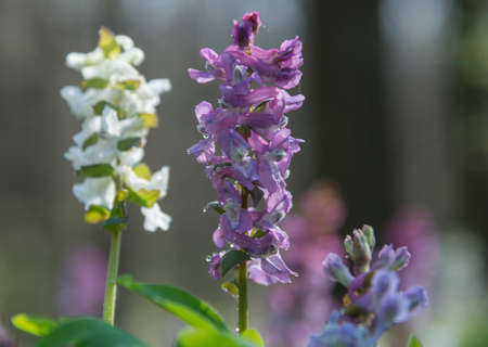 Birthwort flowers (Corydalis solida) close-up against nature blur background.