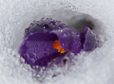 Violet crocus surrounded with snow. Bright yellow flower core flavors the composition. Flower is...