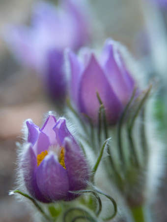 Eastern pasqueflower or Rock lily, prairie crocus, cutleaf anemone (Pulsatilla patens) close-up. Nap...