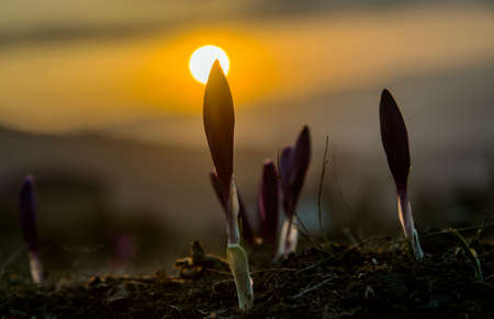 Crocus buds against background of the rising sun.