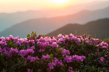 Pink rhododendrons flowers (Rhododendron myrtifoliumkotschyi or kotschyi) against sunlit mountains silhouettes. In Ukraine, these flowers are calledの写真素材