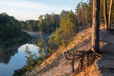 Pines growing on sandy high bank are lit by the morning light. River with fog in the background.の写真素材