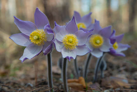 Eastern pasqueflower or Rock lily, crocus prairie cutleaf anemone (Pulsatilla patens) close-up.の写真素材