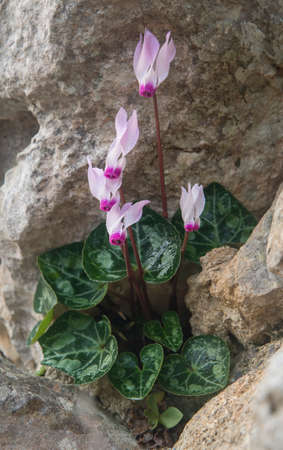Cyclamen with water droplets growing on a rock.