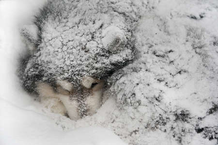 Dog sleeps buried in snow. Dog - Malamute (laika).