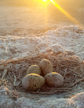Beams of light illuminate defenseless gull eggs.の写真素材