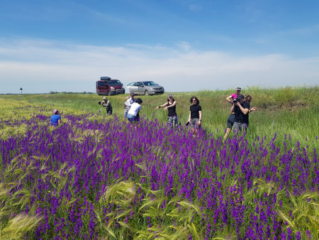 Askania-Nova, Kherson Oblast, Ukraine - 07.06.2020 :Travelers in cars saw a purple field, stopped and took pictures. Blooming wild delphinium.のeditorial素材