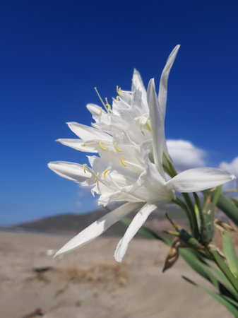White Sand lily against blue sky background. There is also a sandy beach in the frame.の写真素材