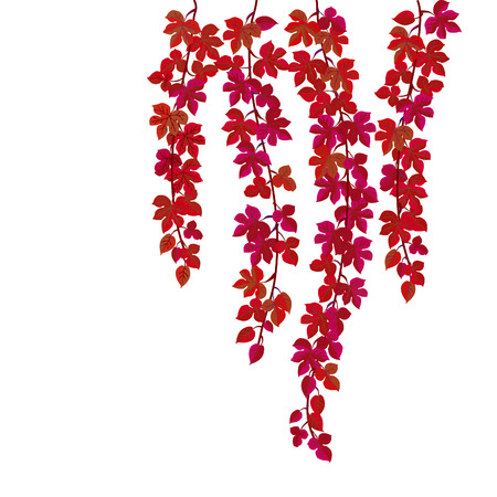 red illustration of wild grape backgroundのイラスト素材