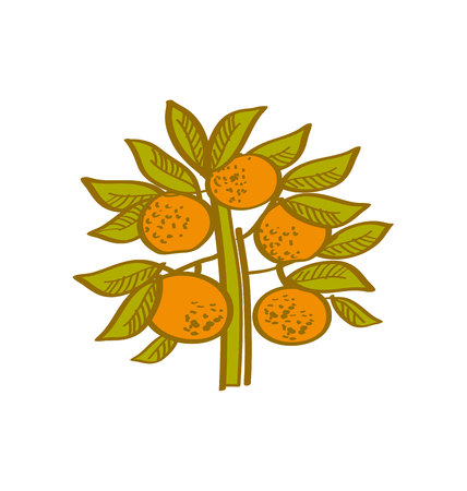 orange hand drawn element. tangerine citrus vector illustrationのイラスト素材