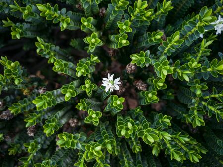 white small first flower in springの写真素材